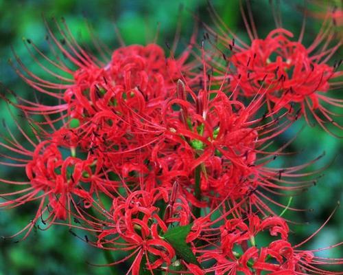 安抚灵魂的花卉有哪些？它们有何特别之处？