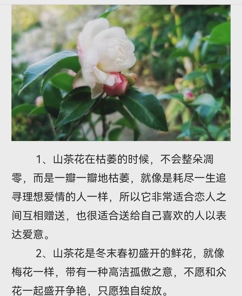 这种花的寓意是什么？花语背后隐藏着哪些秘密？