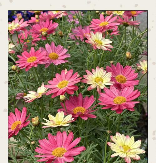 友情祝福的花有哪些？它们的花语是什么？