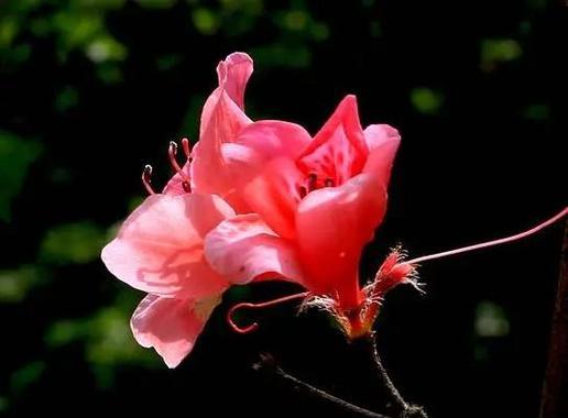 花魂象征着什么？花魂的含义是什么？