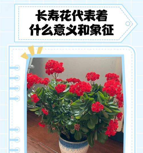 象征长寿的花有哪些？它们各自代表什么？