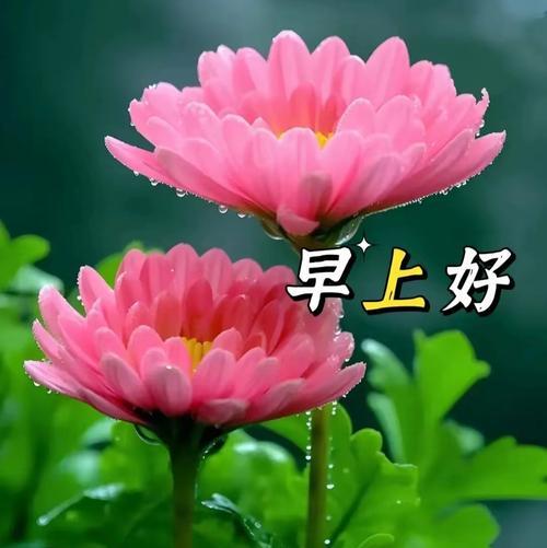 寓意平安健康幸福的花有哪些？