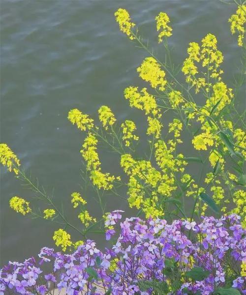 二月象征的花有哪些？它们各自代表什么意义？