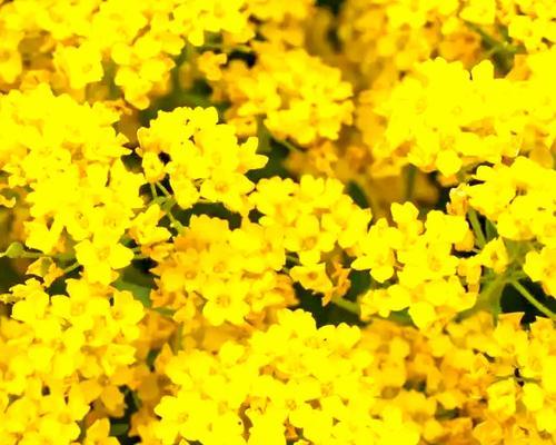 二月象征的花有哪些？它们各自代表什么意义？