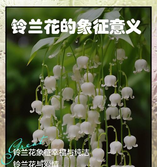 花有哪些其他象征意义？它们各自代表什么？