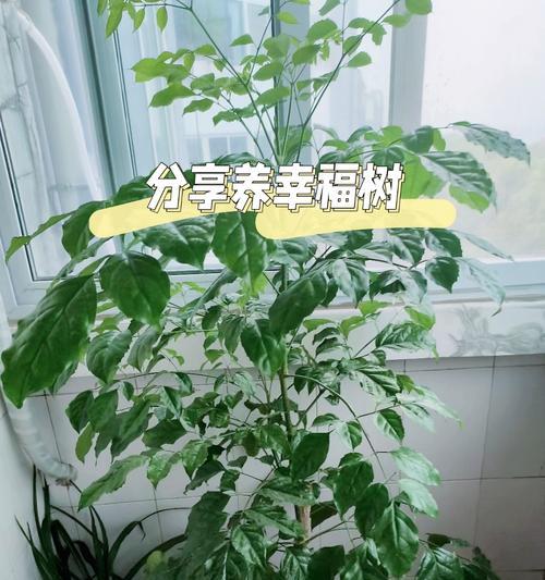 幸福树象征着什么？幸福树花语的寓意有哪些？