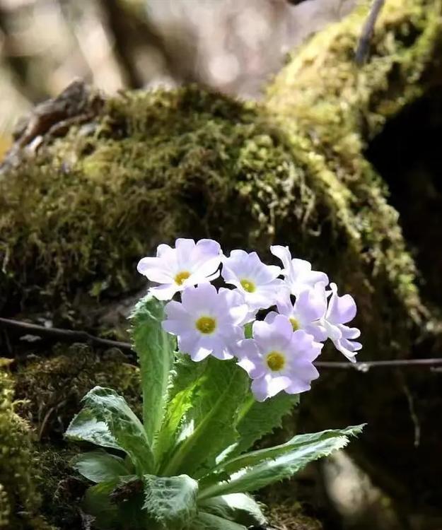 白绿色的花代表什么含义？花的含义花语是什么？