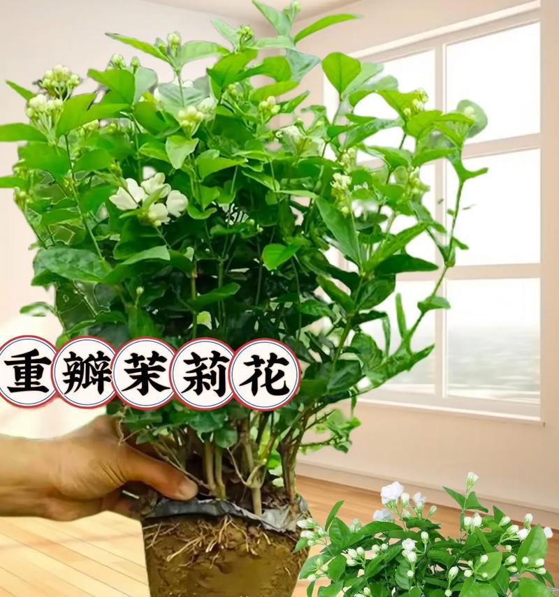 白绿色的花代表什么含义？花的含义花语是什么？