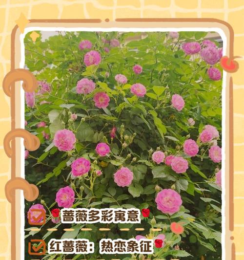 白绿色的花代表什么含义？花的含义花语是什么？