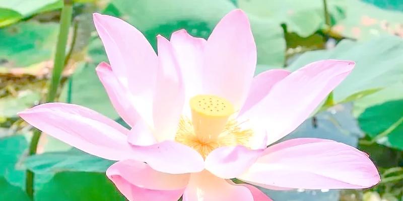 上岸的花有哪些？这些花卉象征着什么？
