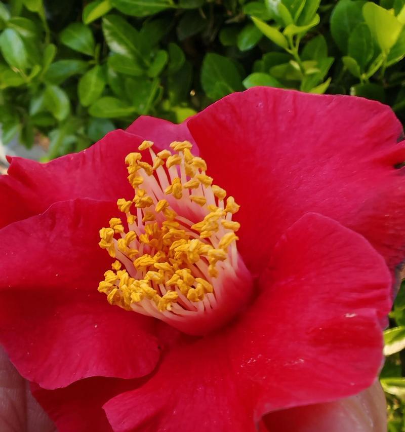 上岸的花有哪些？这些花卉象征着什么？