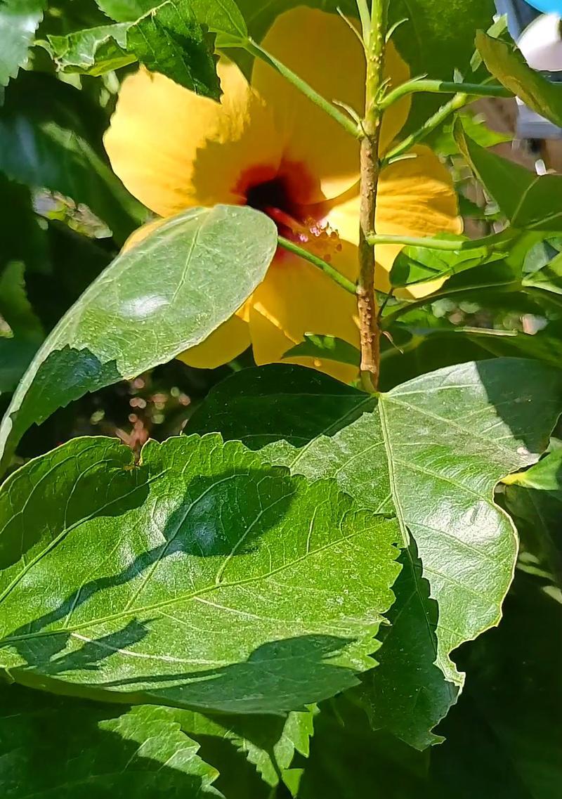 上岸的花有哪些？这些花卉象征着什么？