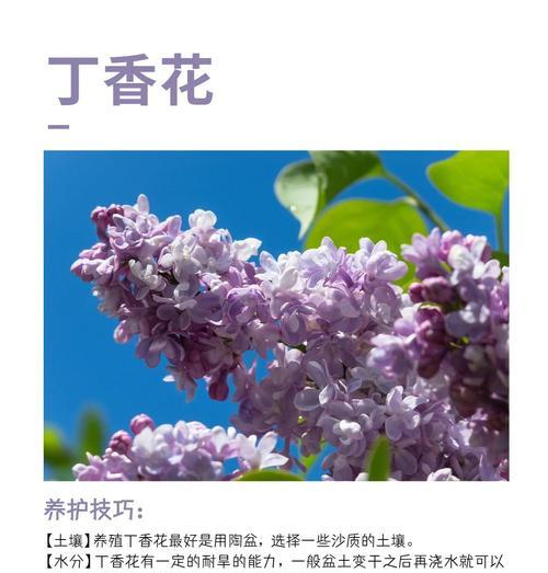 白丁香花语寓意是什么？它代表了什么？