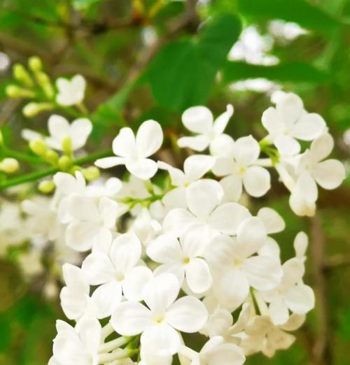 白丁香花语寓意是什么？它代表了什么？
