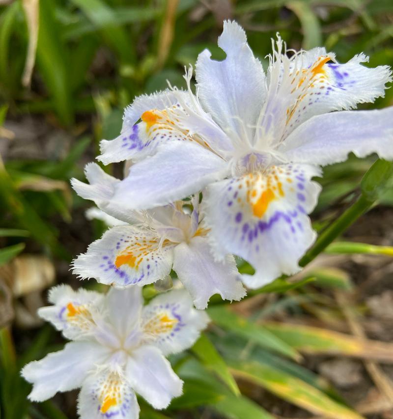 蝴蝶花的象征意义是什么？寓意美好的蝴蝶花有哪些？