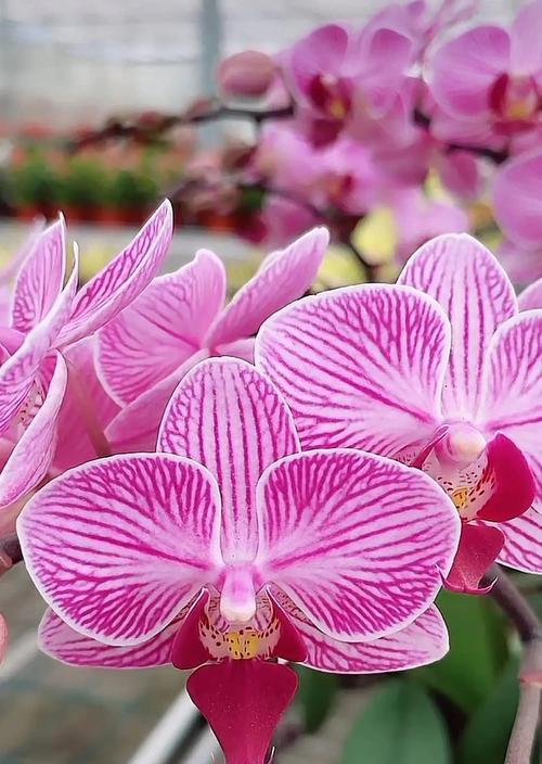 蝴蝶花的象征意义是什么？寓意美好的蝴蝶花有哪些？