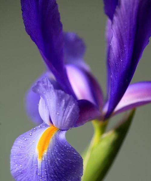 蝴蝶花的象征意义是什么？寓意美好的蝴蝶花有哪些？
