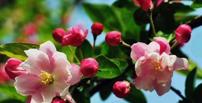 矿泉花的意义和花语是什么？