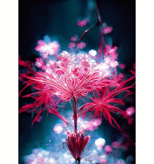 矿泉花的意义和花语是什么？