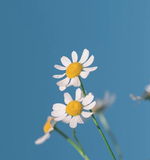 哪种花象征阳光？阳光花的含义是什么？