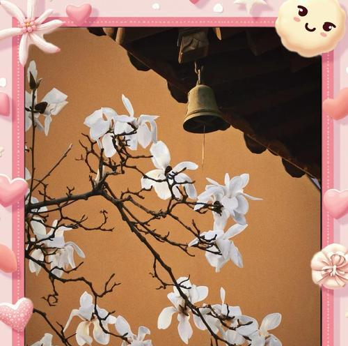 寓意友谊长存的花有哪些？它们的寓意是什么？