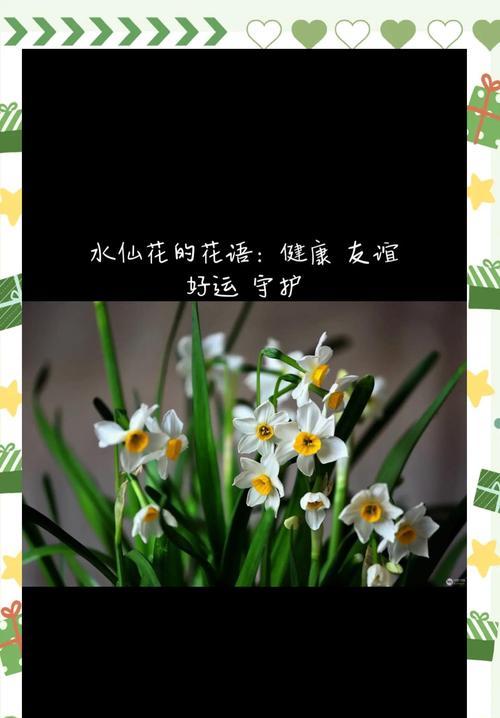 寓意友谊长存的花有哪些？它们的寓意是什么？