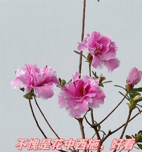 商陆的寓意花语是什么？它在传统中代表了什么？