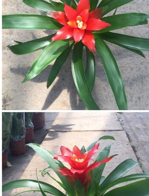 菠萝做花象征着什么？菠萝做花有何含义？