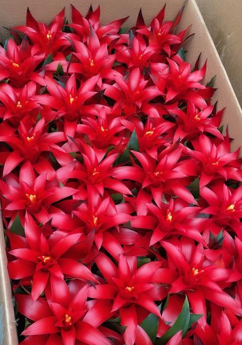 菠萝做花象征着什么？菠萝做花有何含义？
