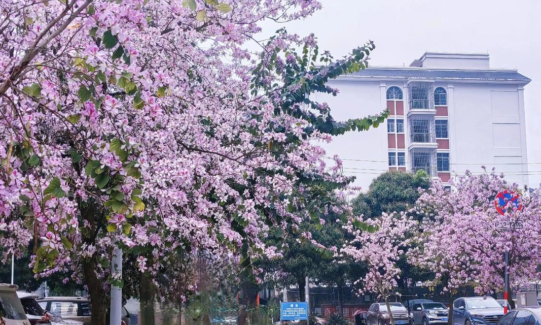 紫荆花在心中代表了什么？