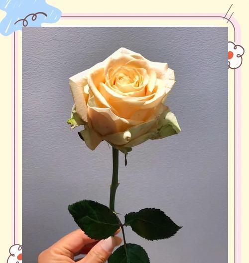 10朵玫瑰花语是什么意思？代表了哪些情感？