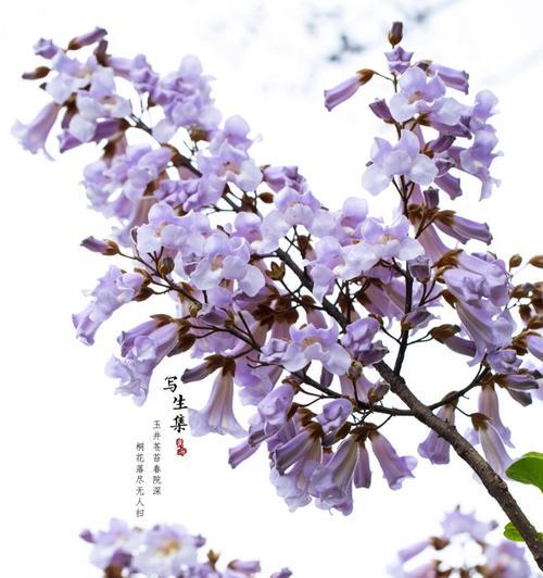 再见象征的花朵及其花语是什么