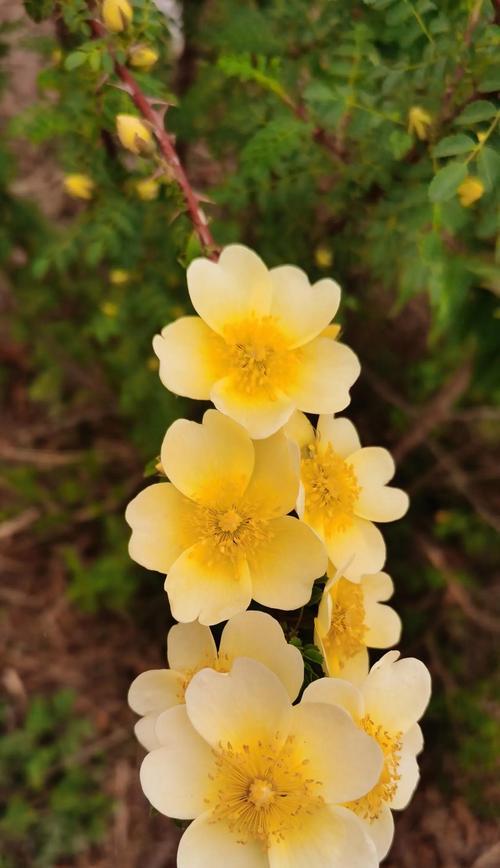 再见象征的花朵及其花语是什么