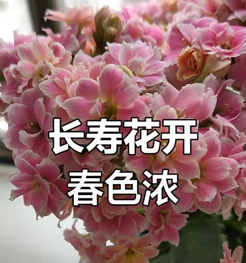 长寿花象征着什么？长寿花的花语代表什么？
