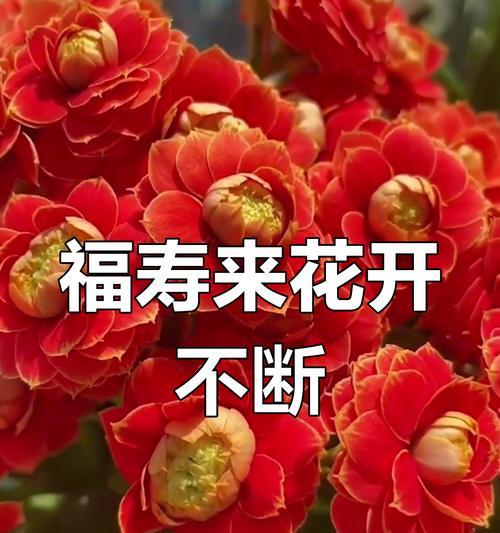 长寿花象征着什么？长寿花的花语代表什么？