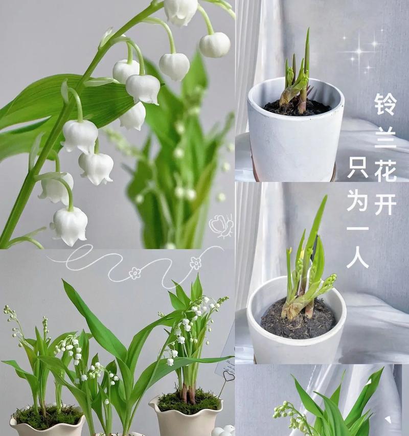 新郎手捧花的花语是什么？它通常象征着什么？
