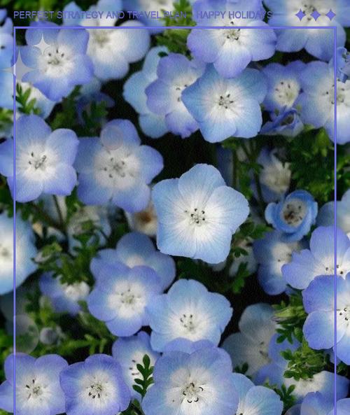 宁静花卉有哪些？它们的花语是什么？
