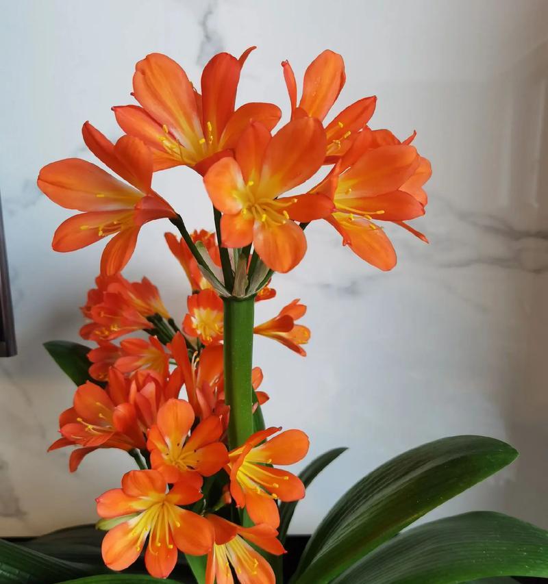 君子兰的花语是什么意思？它代表了哪种品质？