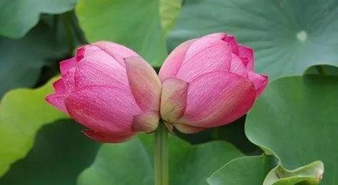 具有双重含义的花及其花语解释是什么？