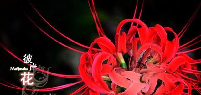 具有双重含义的花及其花语解释是什么？