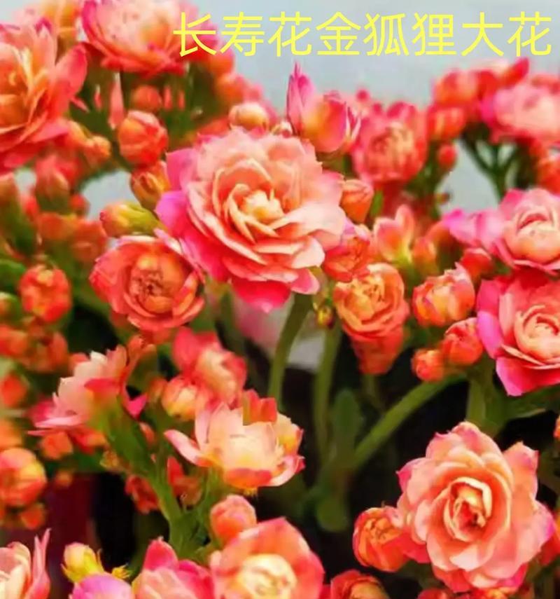 寓意老师的花有哪些？如何选择适合送给老师的花卉？