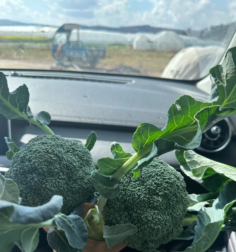 西兰花花语寓意是什么？怎样食用更健康？