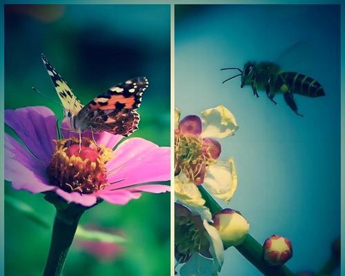 牛粪上生长的花代表什么？这种花的特殊含义是什么？