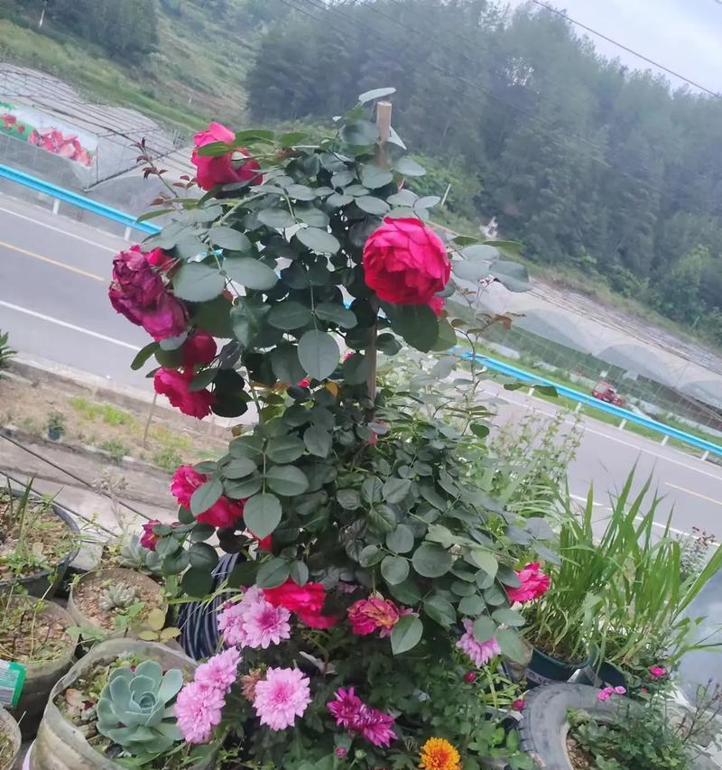 牛粪上生长的花代表什么？这种花的特殊含义是什么？