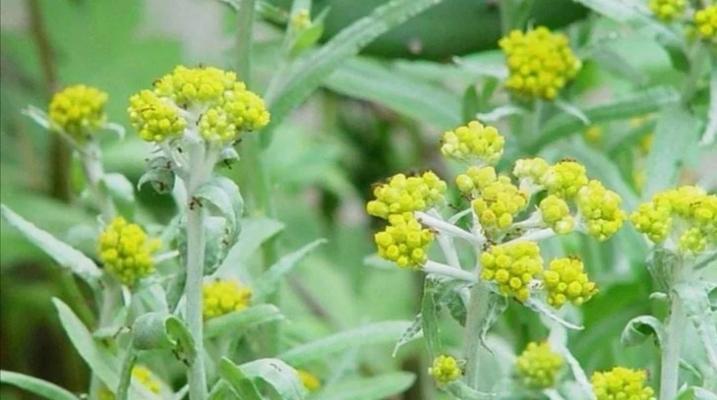 牛粪上生长的花代表什么？这种花的特殊含义是什么？