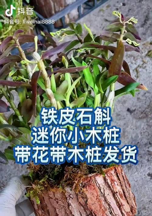石斛花花语寓意是什么？它代表了什么？