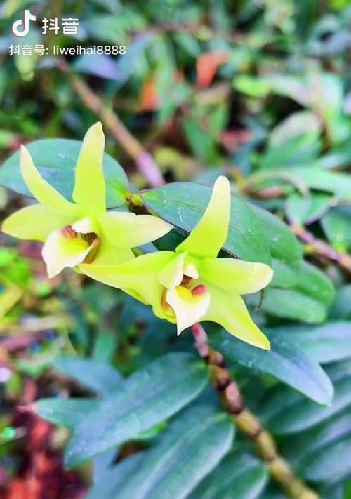 石斛花花语寓意是什么？它代表了什么？