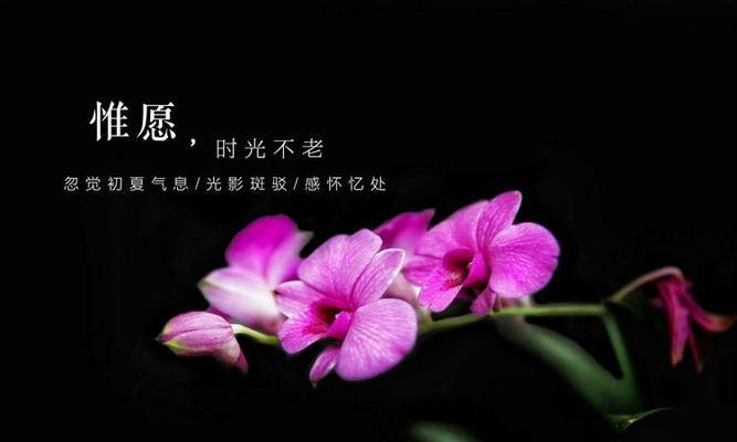 石斛花花语寓意是什么？它代表了什么？