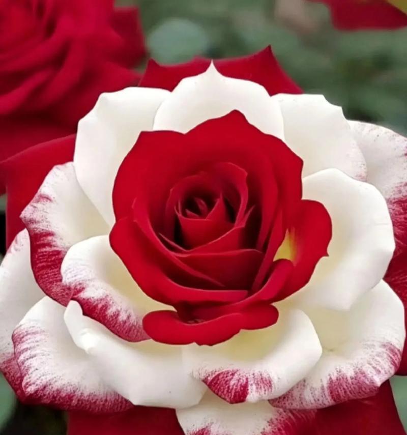 两支花象征什么？花语中的代表意义是什么？