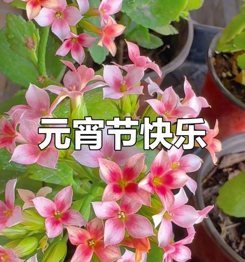 哪些花寓意好运上岸？这些你知道吗？